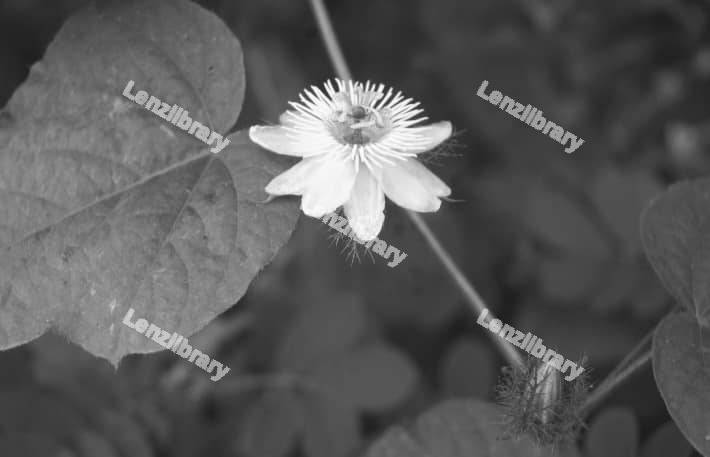 Monochrome desert Cacti flower